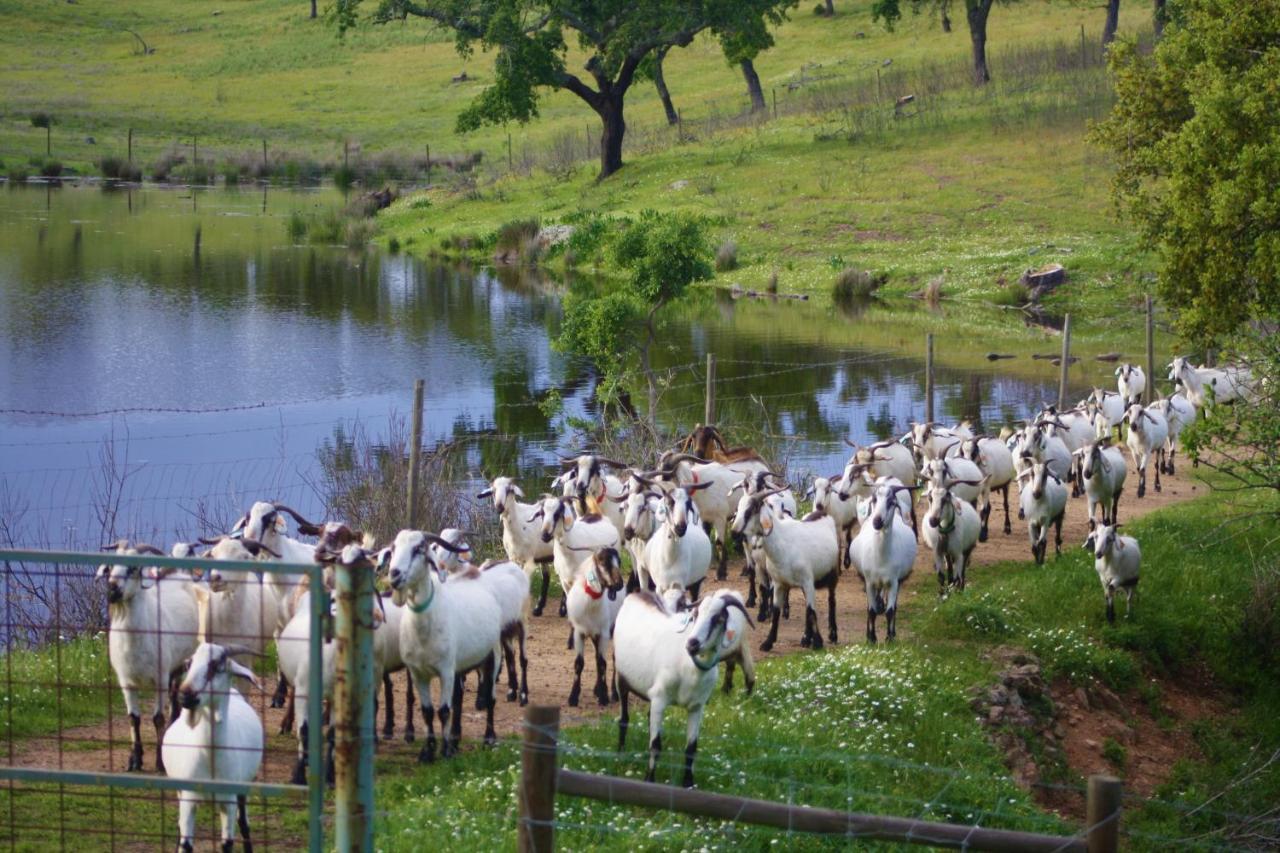 Herdade Vale De Cabras Portel Eksteriør bilde