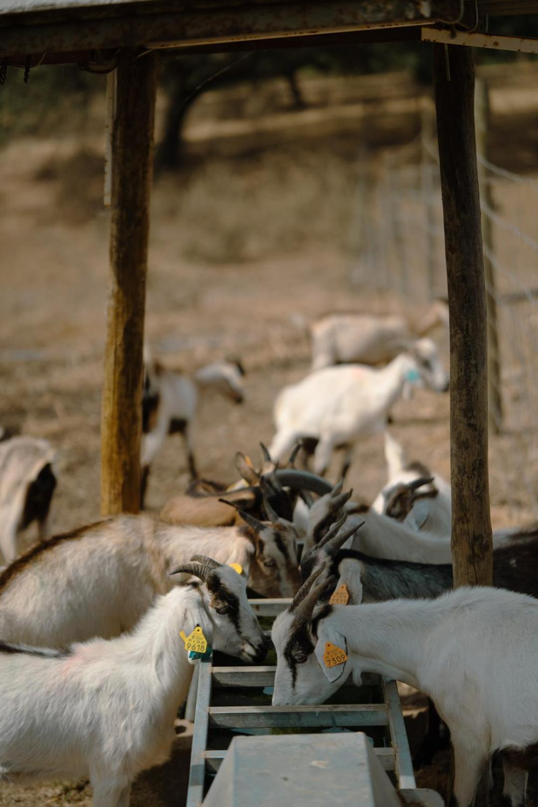 Herdade Vale De Cabras Portel Eksteriør bilde