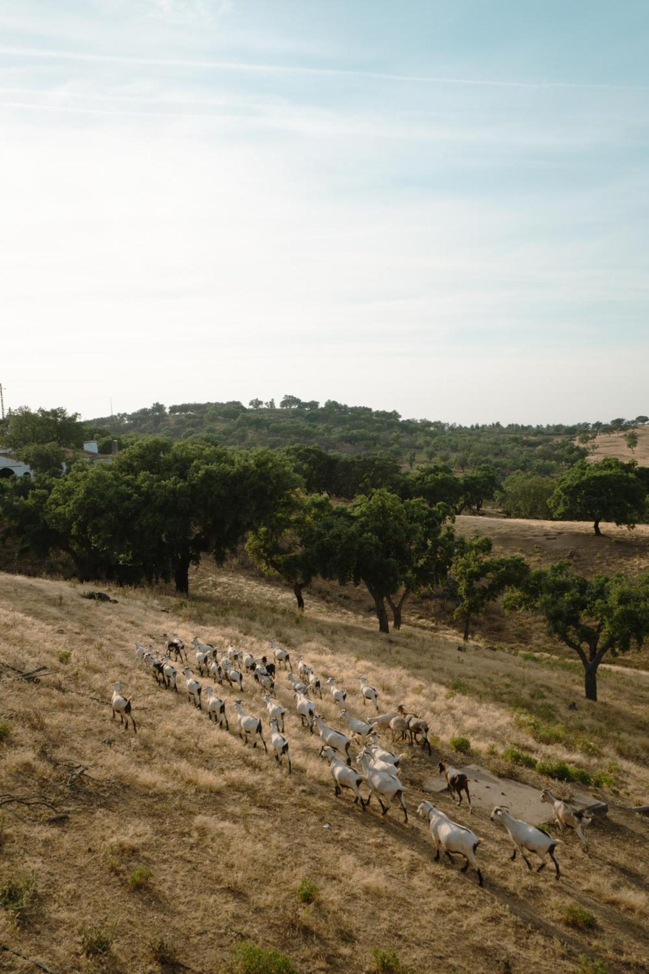 Herdade Vale De Cabras Portel Eksteriør bilde